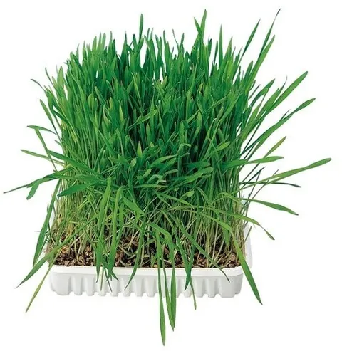 Trixie Katzengras Schale 100g